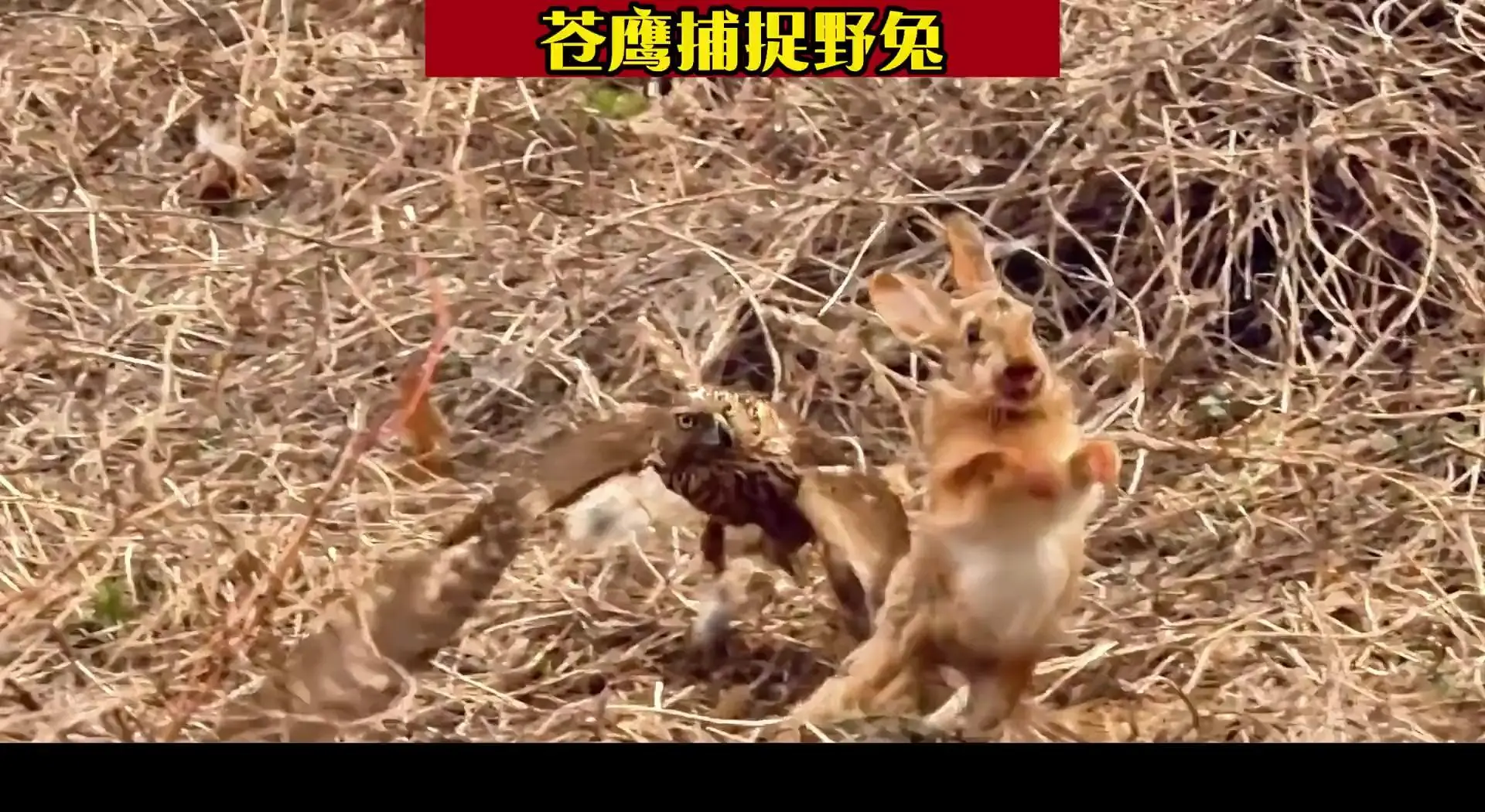 公牛不敌老鹰，遭遇连败