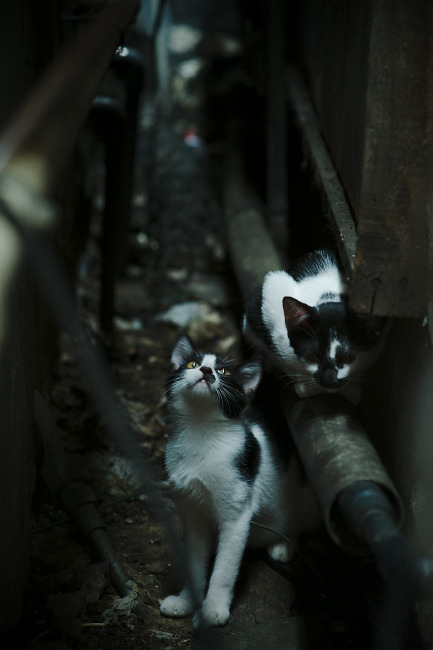 米切尔狂飙定江山，雄鹿险胜活塞晋级