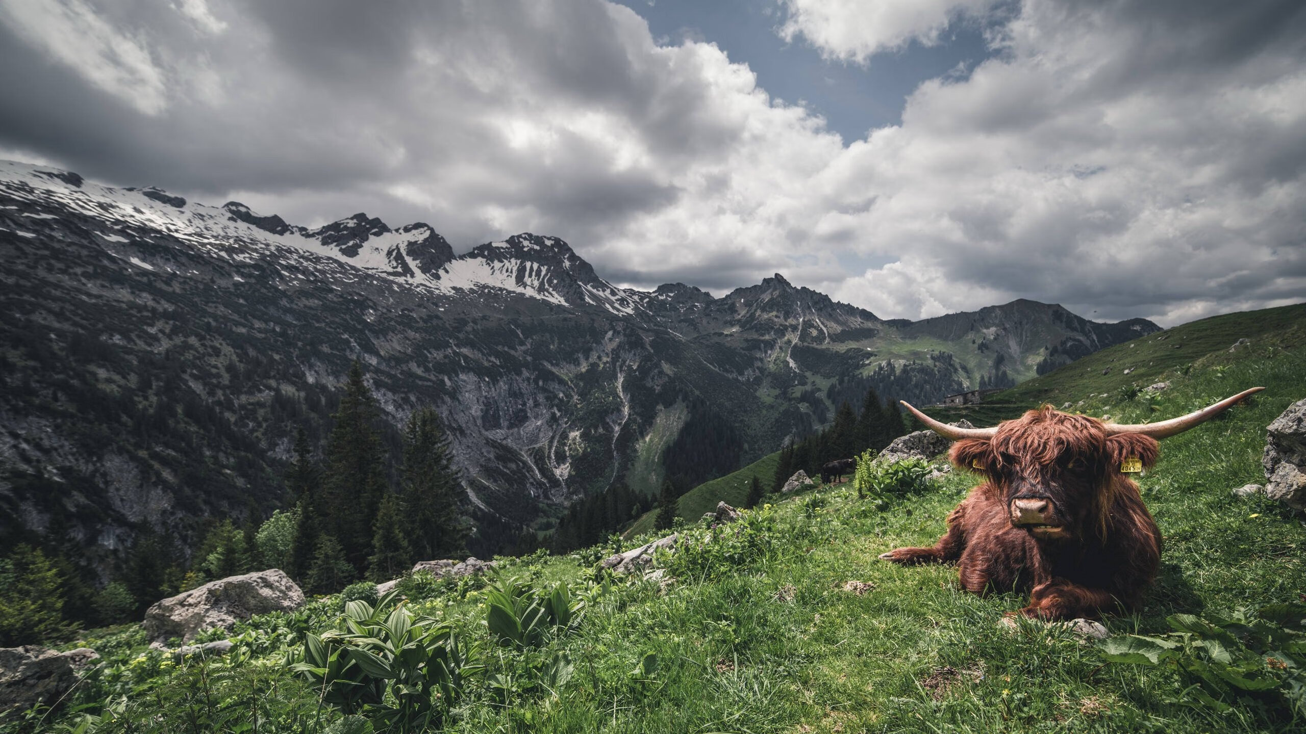 骑士战术体系全面压制篮网，塔图姆末节主宰化身关键先生
