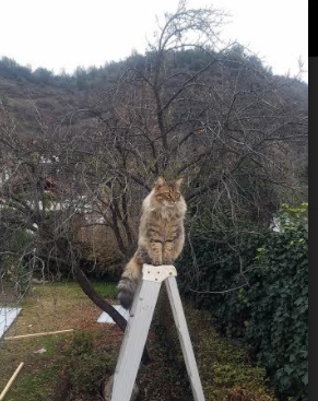 萨卡独舞撕裂夜空，27+12+8，西决生死战的血色奇迹