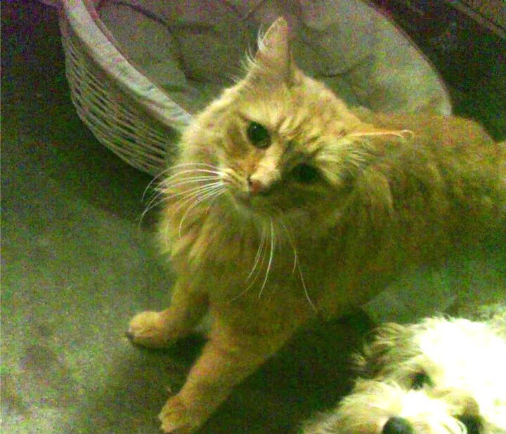 哈弗茨闪耀罗马城,日耳曼战车力克委内瑞拉