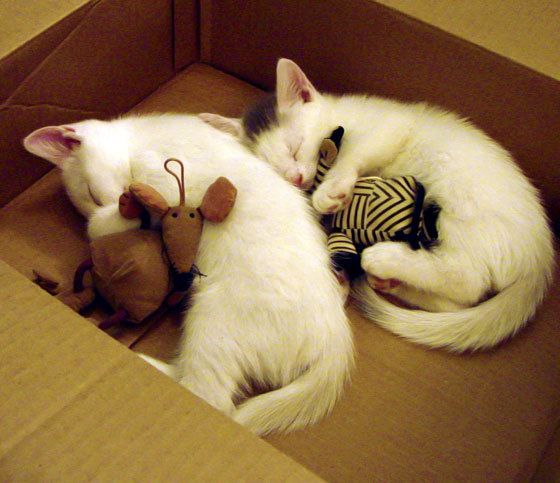 太阳直落魔术，班凯罗无双之夜，攻防两端铸就统治