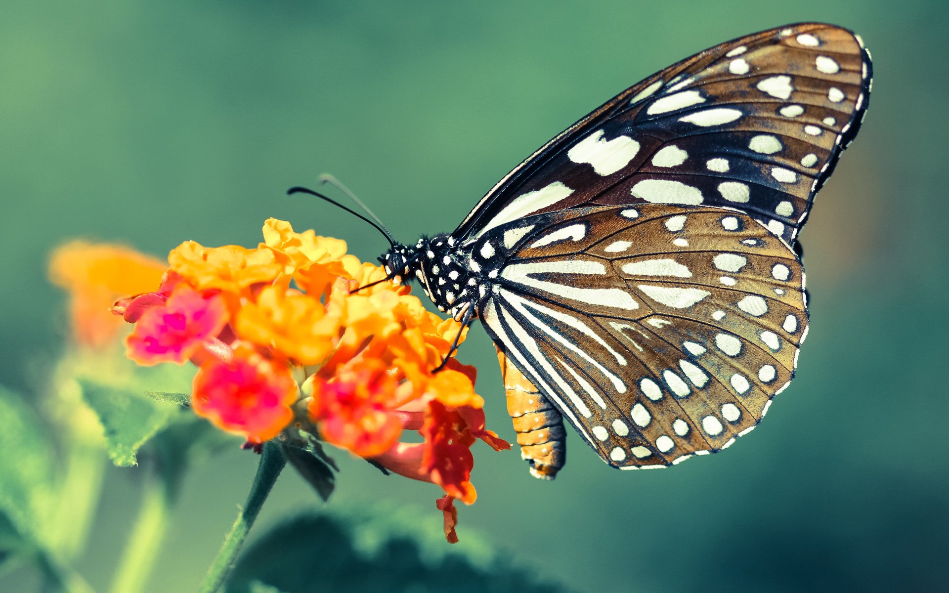 开云体育中国-时光雕刻的舞步，莫德里奇的绿荫指挥官统治级演出