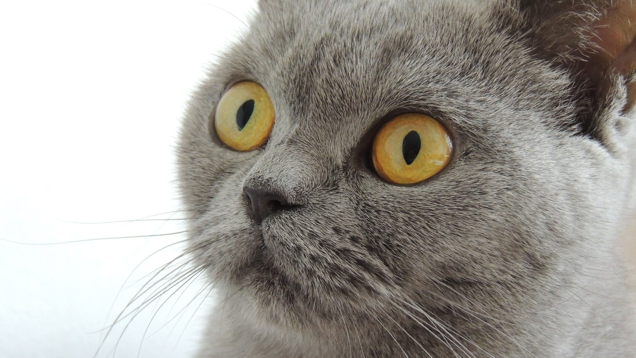 开云体育在线-曼联对阵利物浦激战，厄德高惊艳四座成焦点