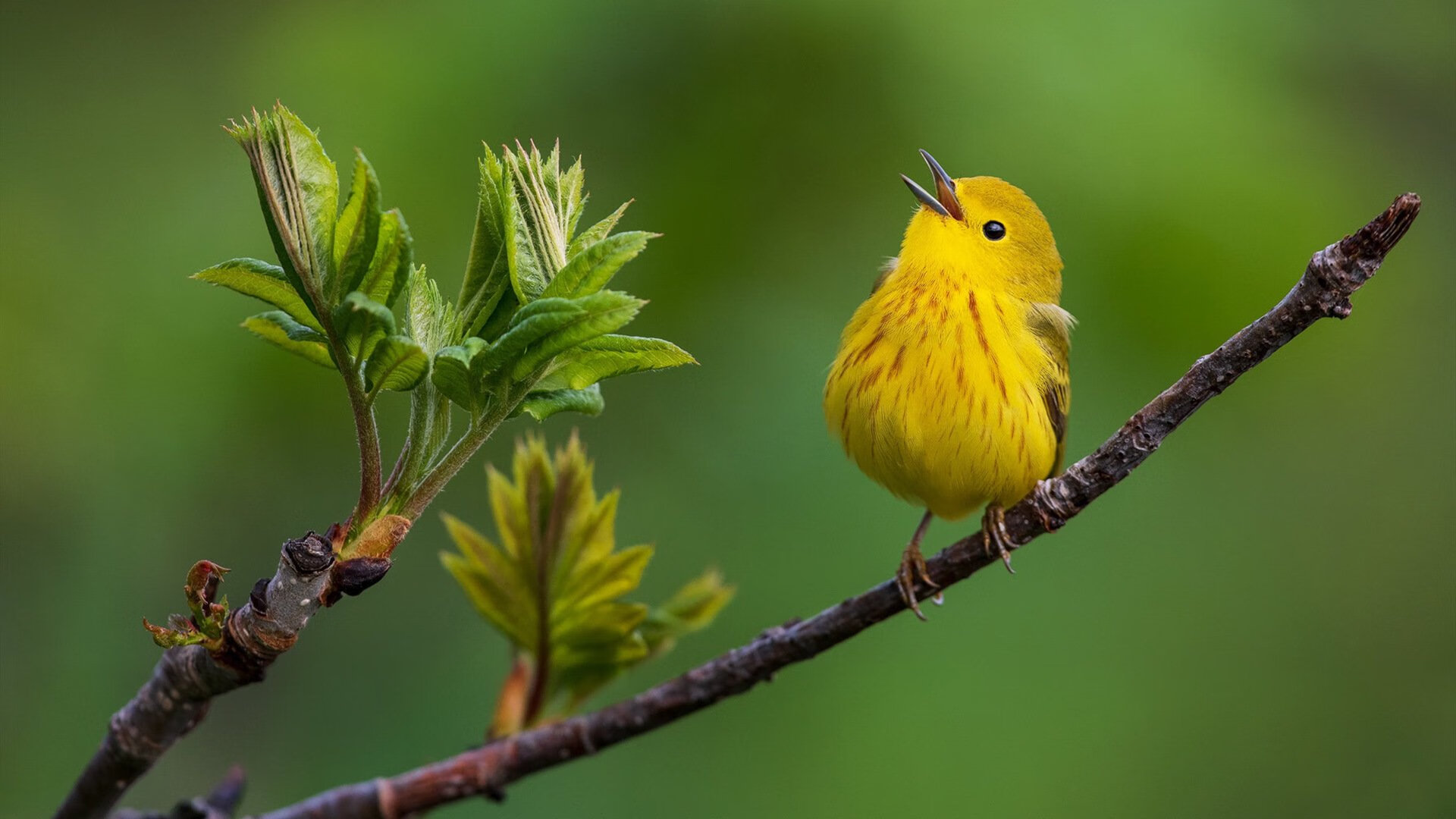 开云下载-伦纳德自我救赎之战，公牛硬仗险胜马刺