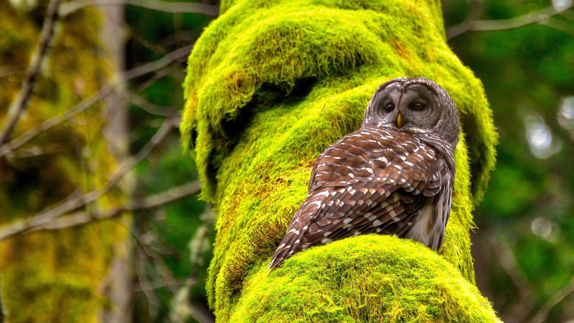 -替补席杀出武神，武切维奇率广厦狂胜火箭夺东决赛点