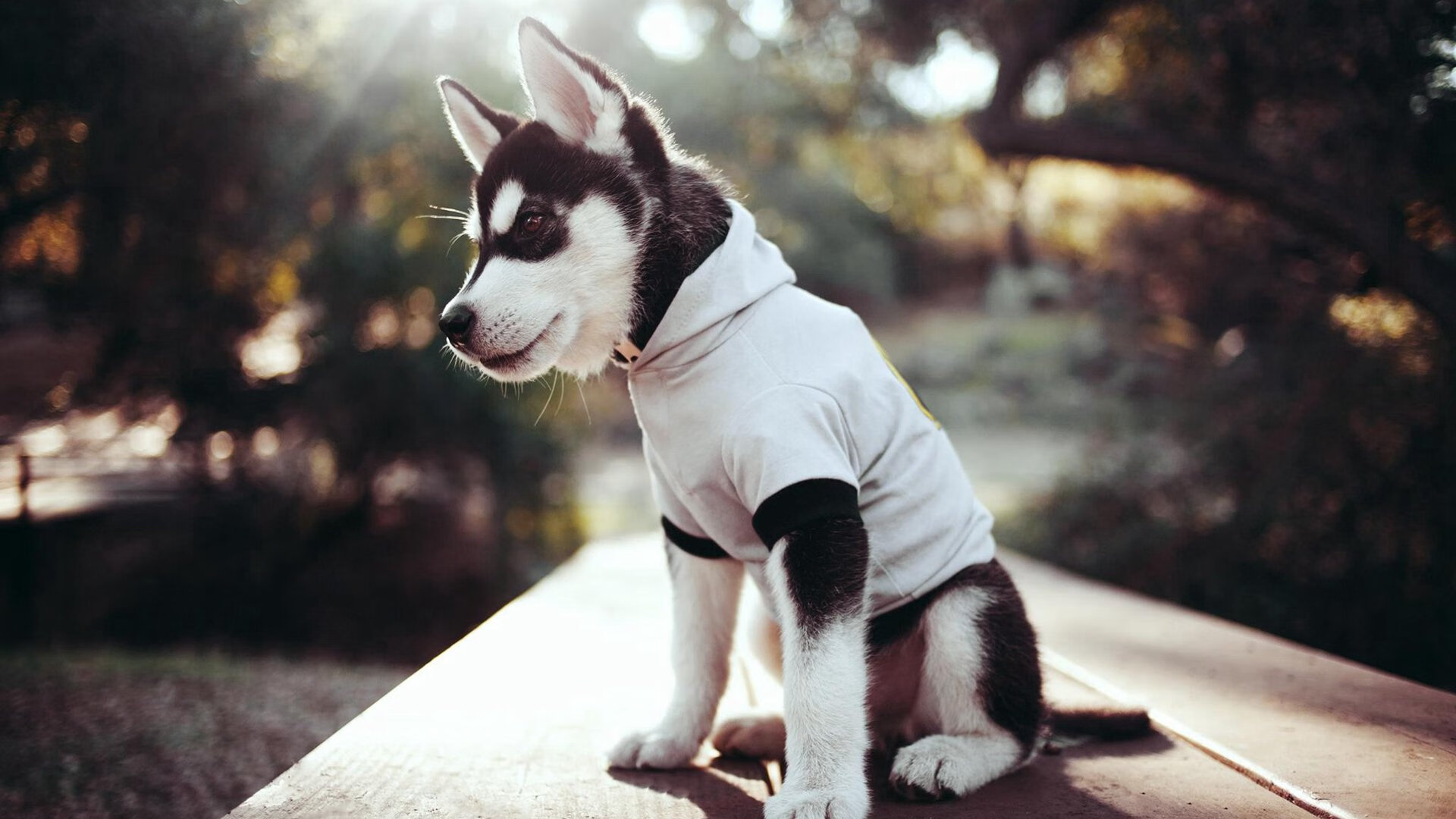 开云体育官方网站-决战夜，德意志尖刀撕破长空，格纳布里连续三击奠定王座