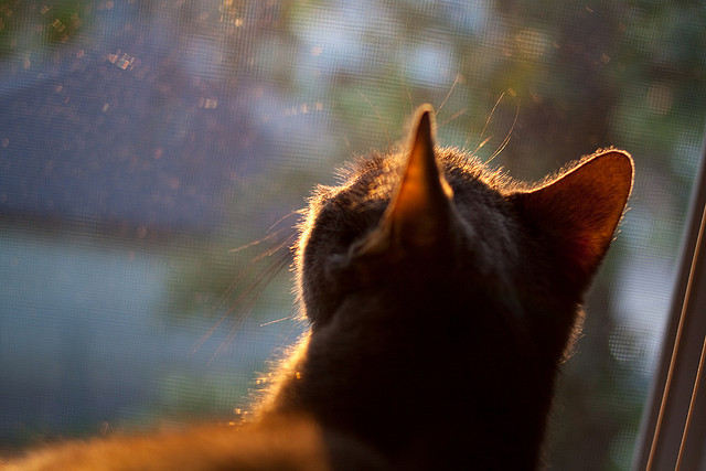 约基奇化身奥运前哨战指挥官，掘金击溃爵士揭示残酷真相