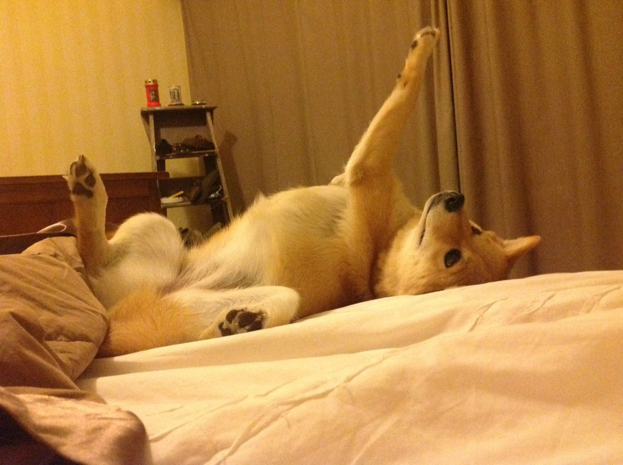 莱万一剑封喉,皇家社会终结奥地利不败神话