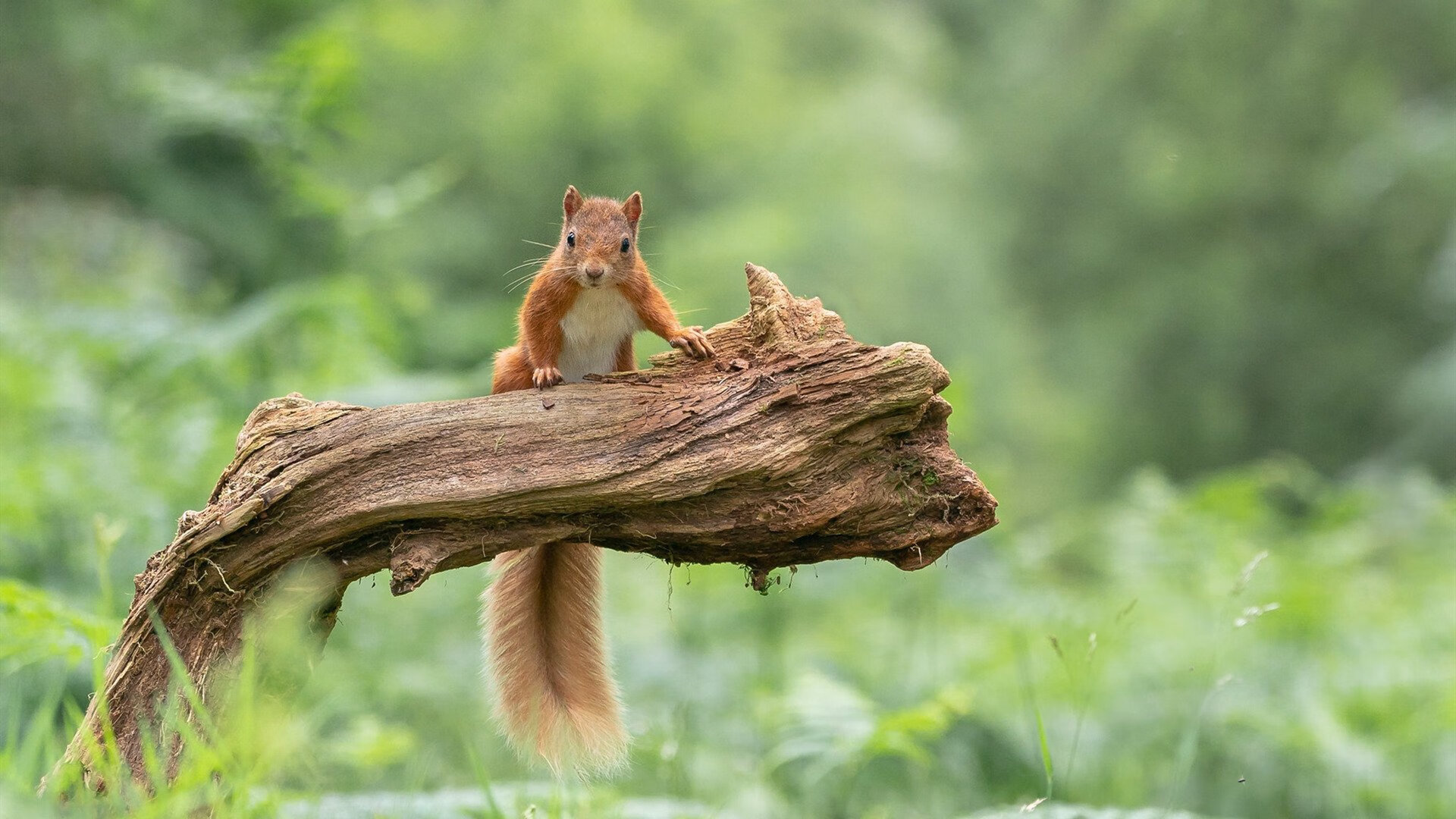 开云体育平台APP-莱万关键节点连续得分，威尔士与墨西哥激战终局