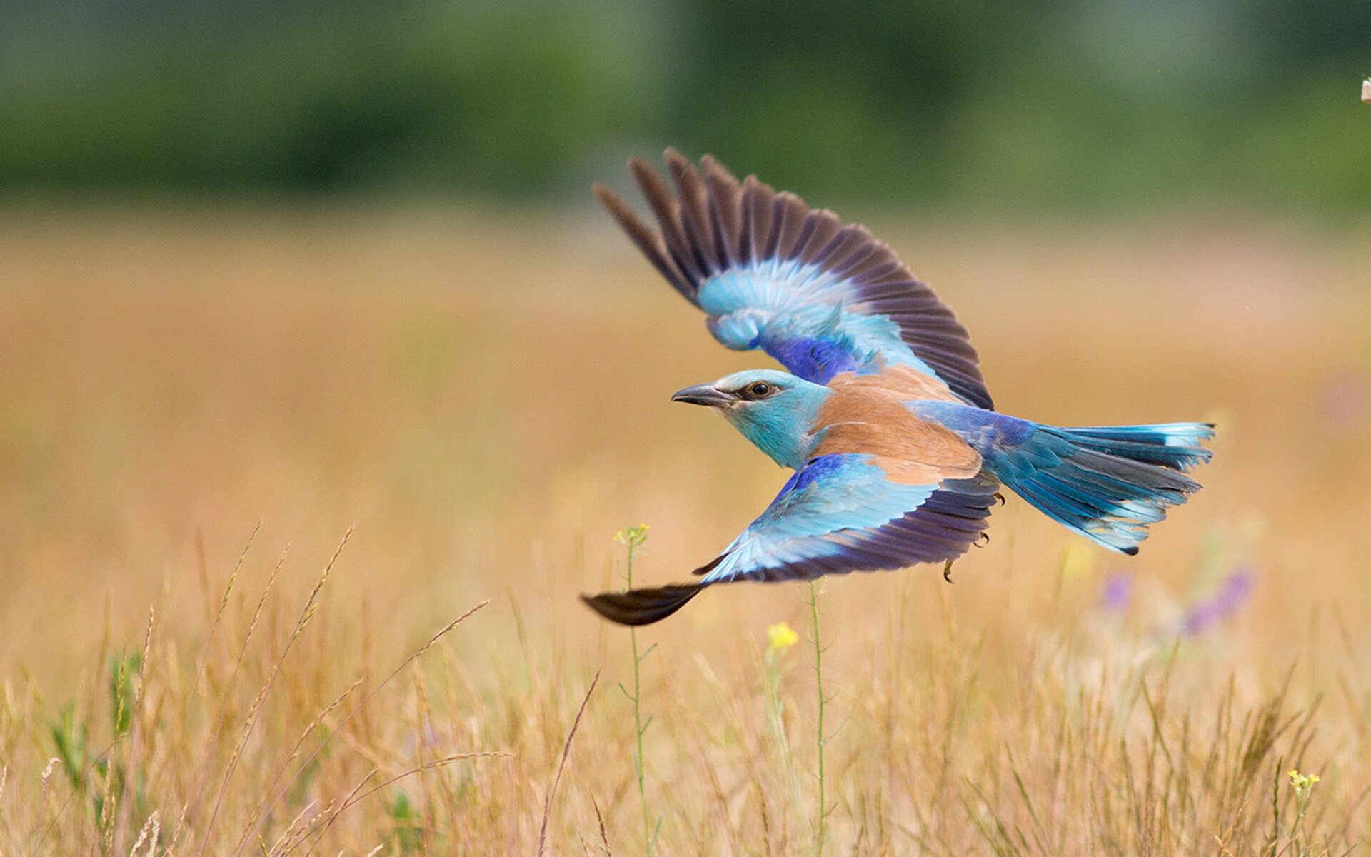 -铁壁与丝绸，斯通斯如何以罗马式压制，成为锁定加纳的关键先生