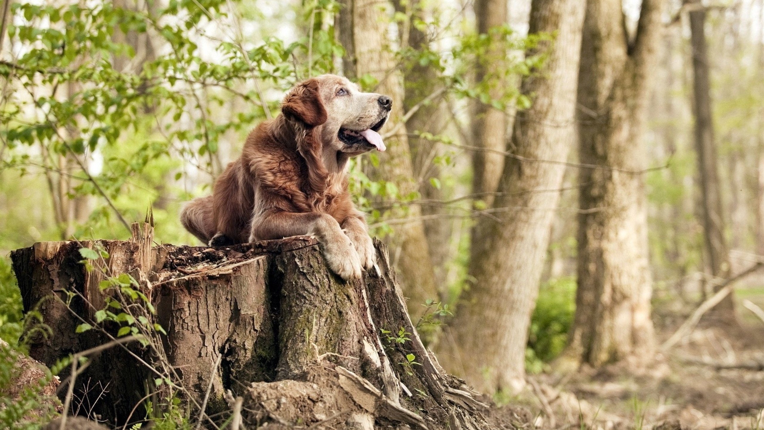 双线闪耀，格列兹曼诠释冠军心脏，厄瓜多尔铁蹄踏破智利防线