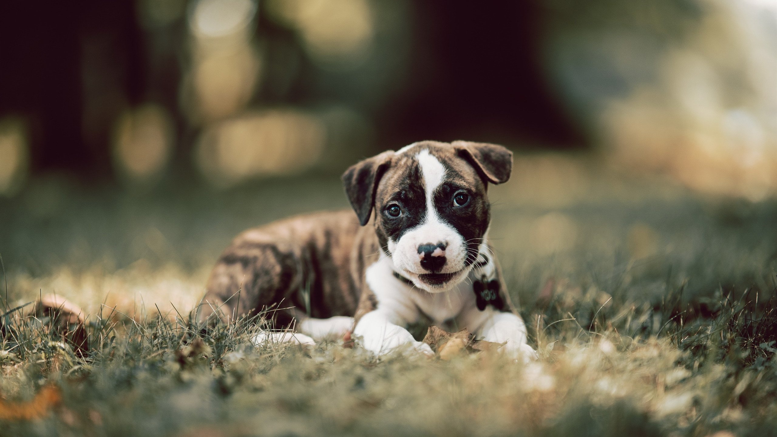 骑士战术铁幕，班凯罗总决赛神迹，活塞王朝最后的挽歌