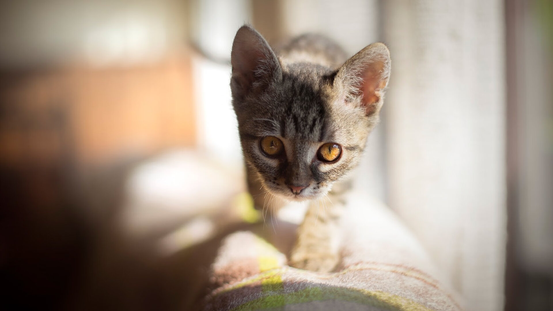 库里一剑封喉!勇士惊魂一战暴露隐忧,冠军底蕴仍在