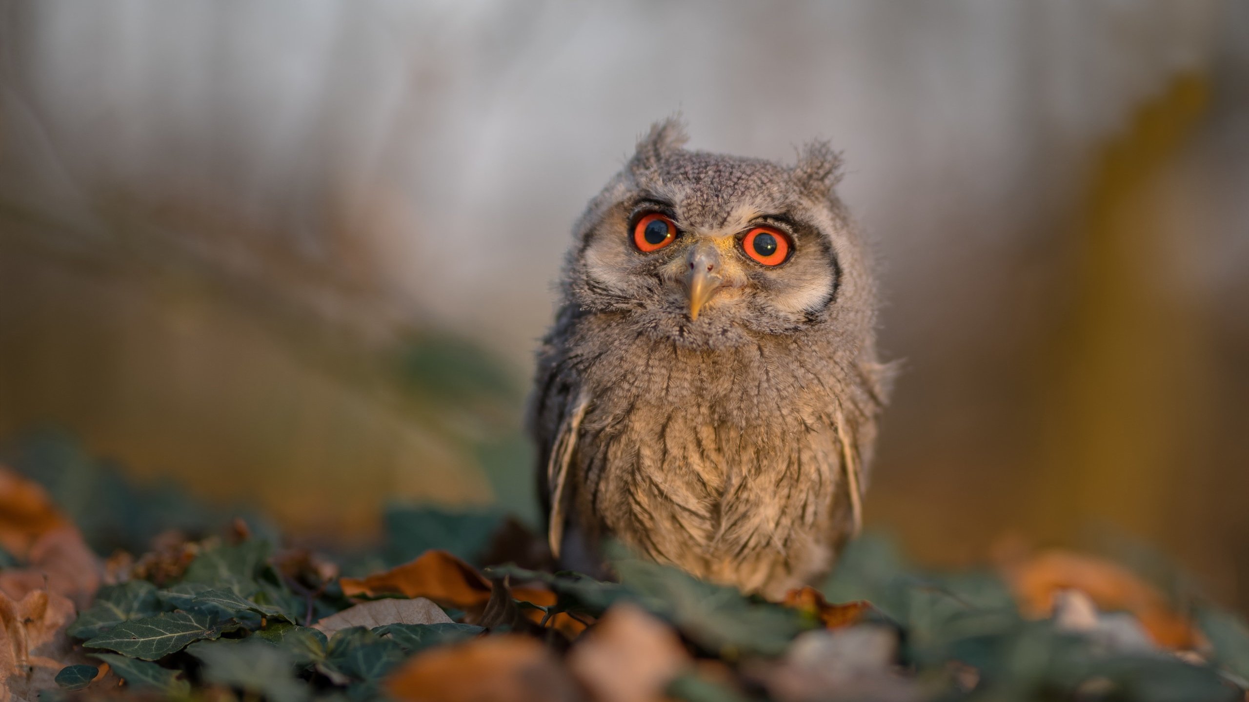 开云体育中国-曼联对阵英格兰，卡瓦哈尔状态火热主宰梦幻对决