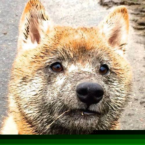 铁血防守的艺术，当阿拉巴在马德里竞技对阵尤文中演绎教科书级表现