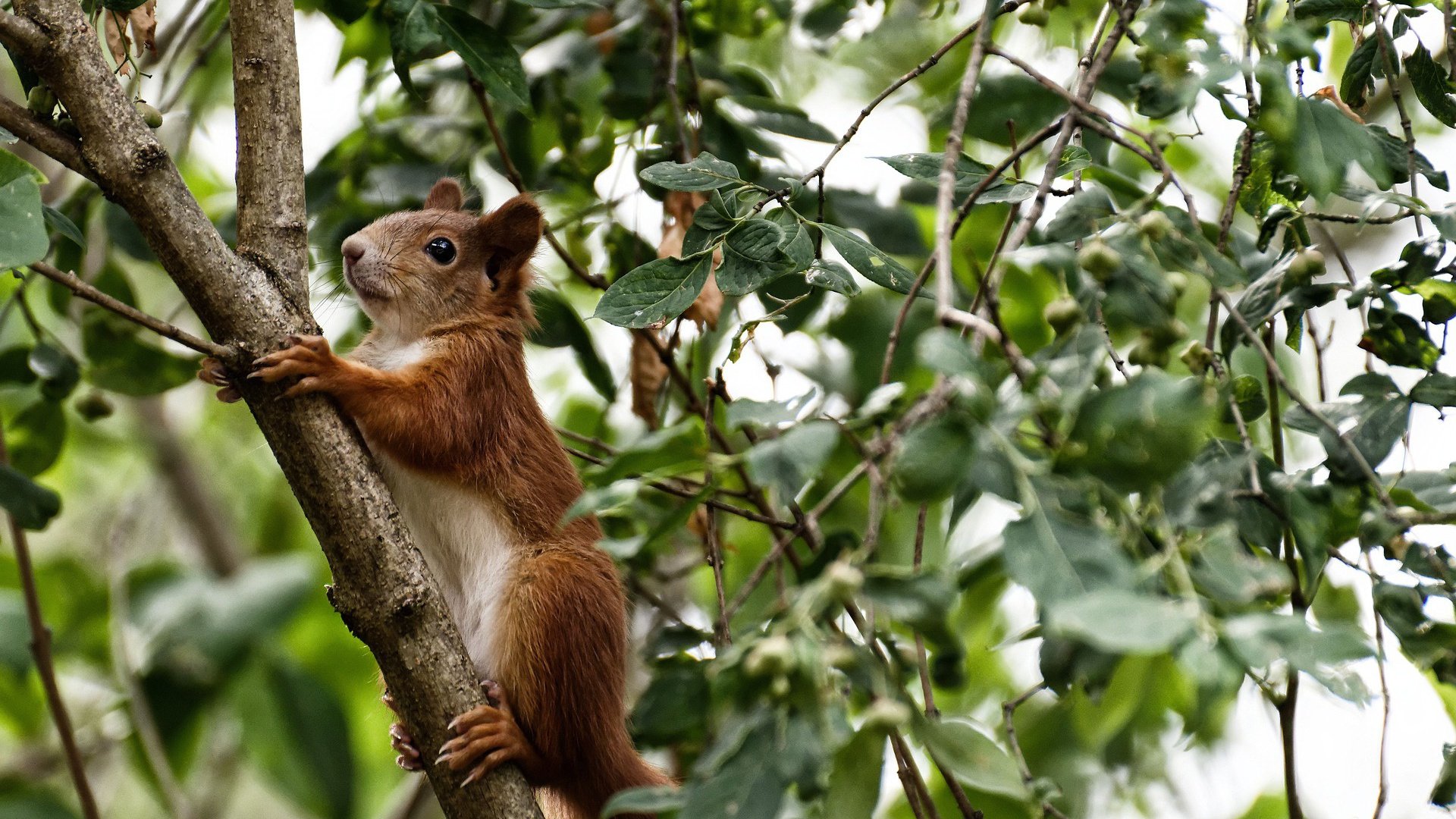 开云体育中国-数据之夜，胜利之夜，约基奇里程碑三双独木难支，独行侠末节觉醒带走马刺