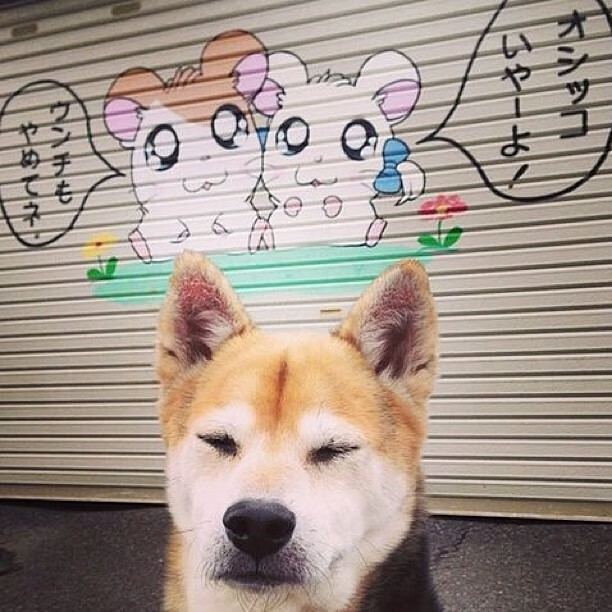 CBA版哈登时刻，上海掀翻十一冠王，致命一击背后的巨星逻辑