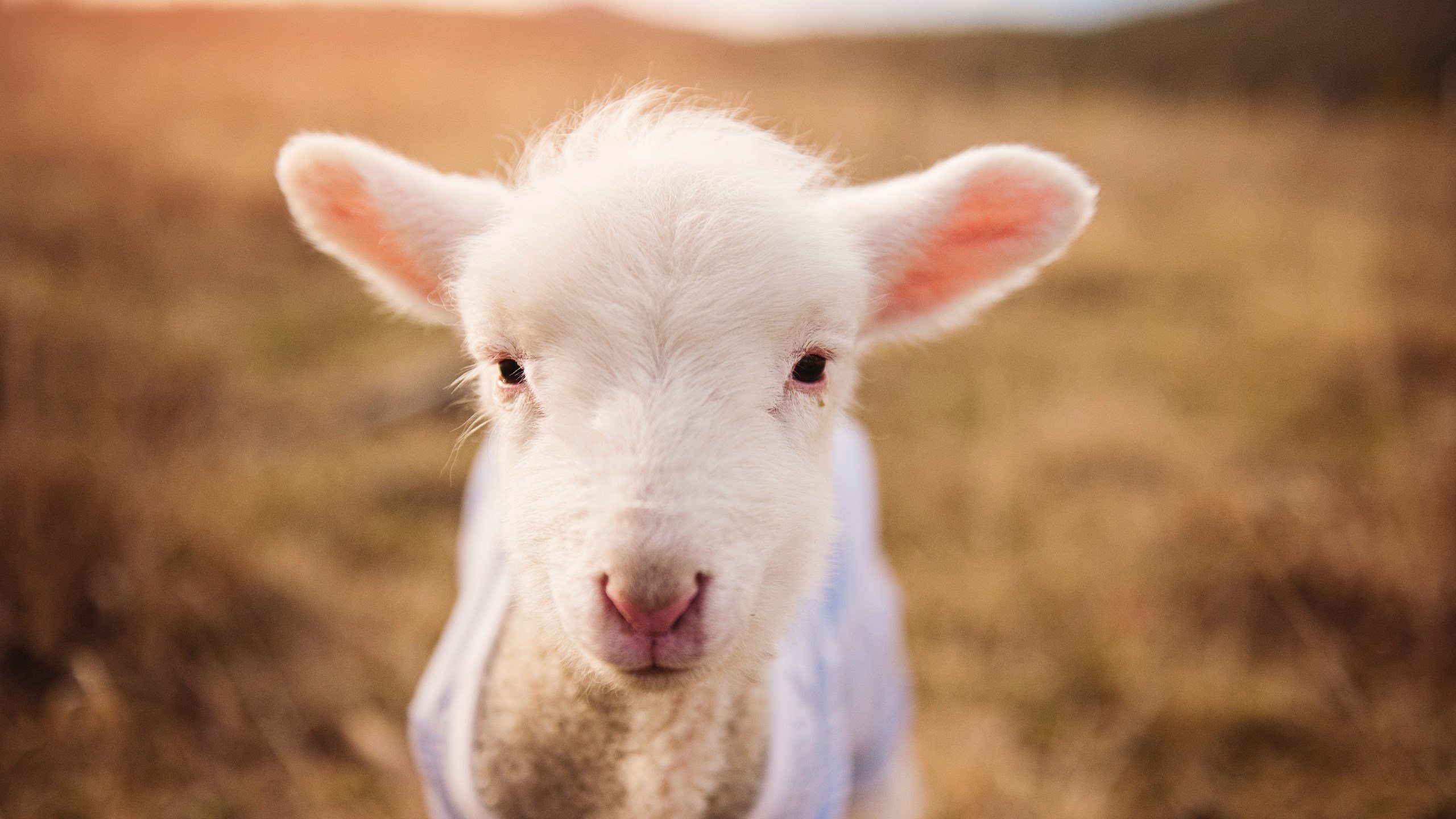 CBA版哈登时刻，上海掀翻十一冠王，致命一击背后的巨星逻辑
