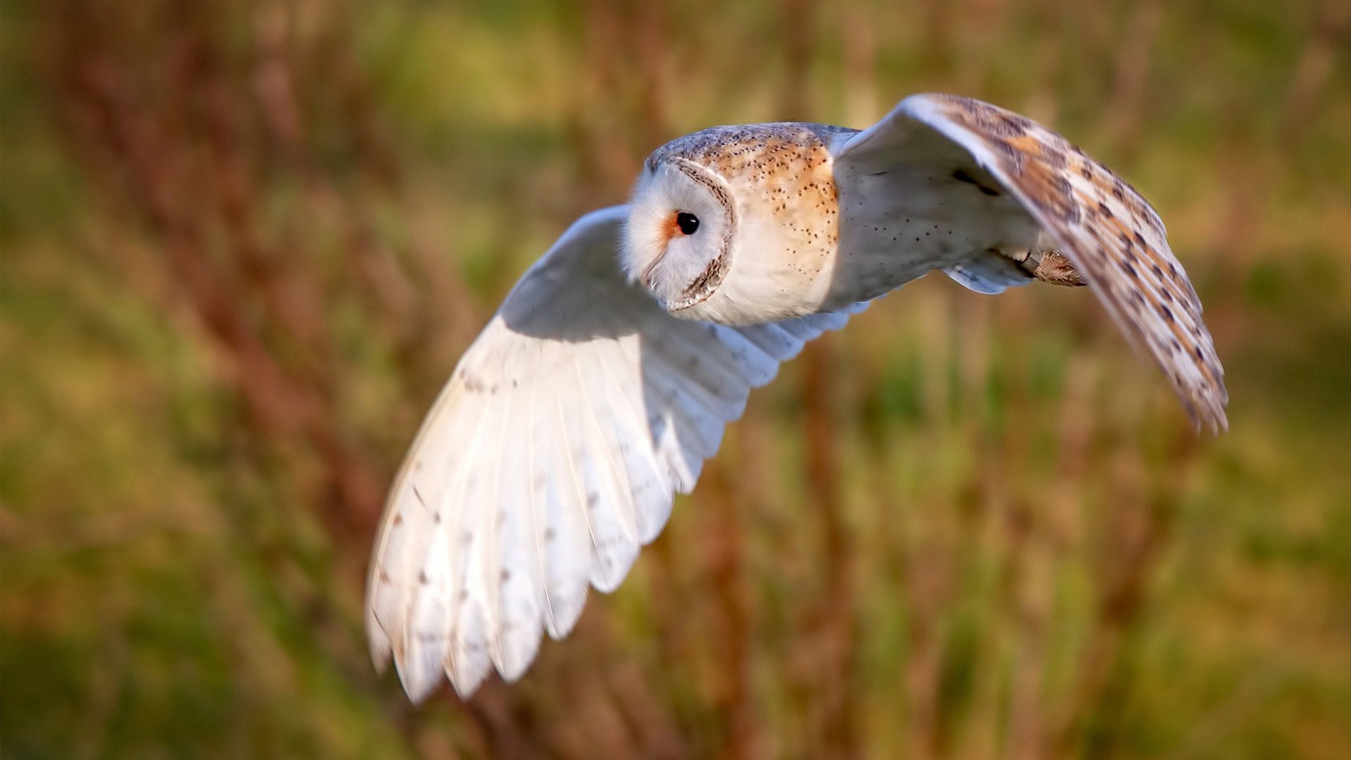 速度与高度，F1年度争冠之夜与戈贝尔的火热状态