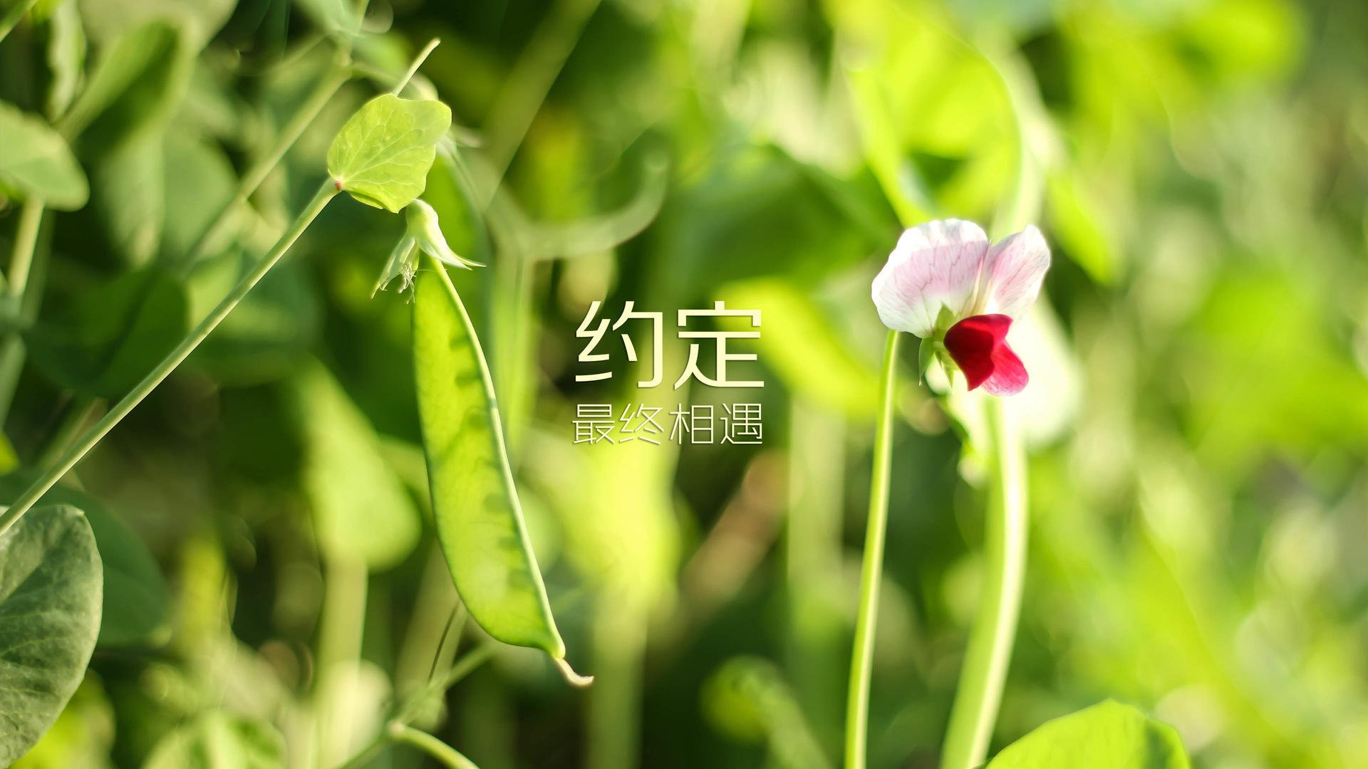 奇迹之夜，乌兹别克斯坦险胜瑞士，苏亚雷斯领衔演绎战术经典